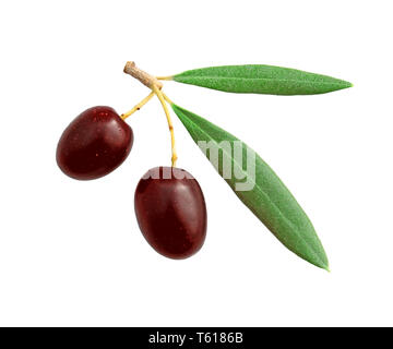 Leaves and olives on a white background. Stock Photo