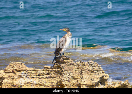 Mediterranean Shag Looking At The Camera - Phalacrocorax Aristotelis - Sitting On A Rock During a Sunny Spring Day Stock Photo