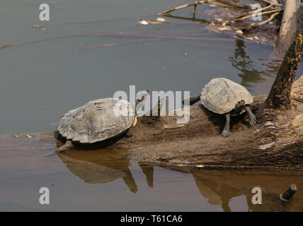 Roofed Turtles resting on a wooden log - photographed at Kaziranga National Park (India) Stock Photo