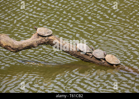 Roofed Turtles resting on a wooden log - photographed at Kaziranga National Park (India) Stock Photo