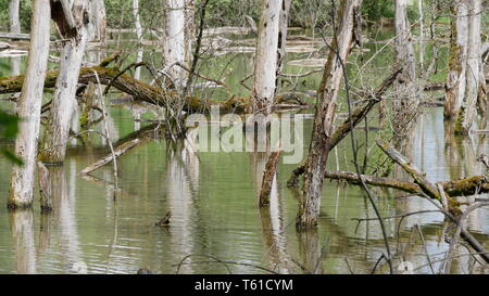 Nature reserve on the Rhine, France Stock Photo