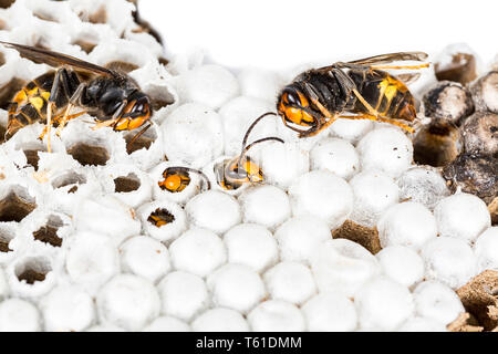 Close up of alive and dead asian hornet wasp head on nest honeycombed insect macro. Poisonous venom animal colony. Concept of danger in nature Stock Photo