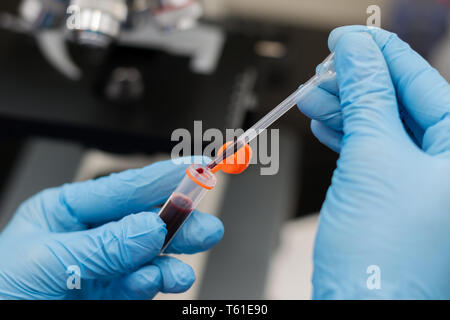 the veterinarian taking two drops of blood with the pipette from a collecting tube with heparin Stock Photo