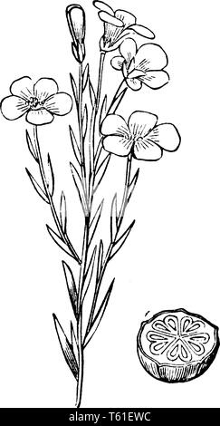 A picture is showing Common Flax, also known as Linum usitatissimum. It belongs to flax family, Linaceae. This is a flowering plant. This is an plant  Stock Vector