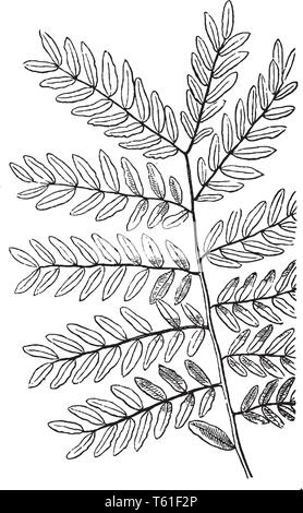 compound leaf vector illustration Stock Vector Image & Art - Alamy