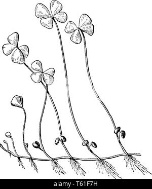 This is an image of Four leaf clover and it is a rare variation of three leaf Clover, vintage line drawing or engraving illustration. Stock Vector