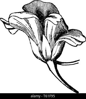 A plant of the genus Tropaeolum, cultivated for its showy, usually orange, red, or yellow flowers or for its fruit, which is pickled and used like cap Stock Vector