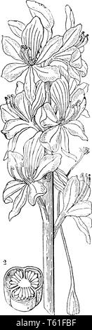 The image shows a Water Hyacinth also known as Eichhornia speciosa. One of the most distinctive features of this plant is its greatly inflated petiole Stock Vector