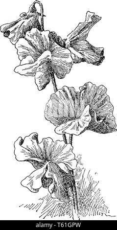 It is a climbing plant, growing to a height of 1-2 meters. The leaves are pinnate with two leaflets and a terminal tendril, which twines around suppor Stock Vector