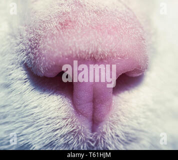 Domestic cat's pink nose close up Stock Photo