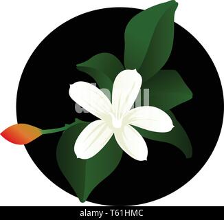 Vector illustration of white jasmine flower with orange bud and  green leafs on white background. Stock Vector