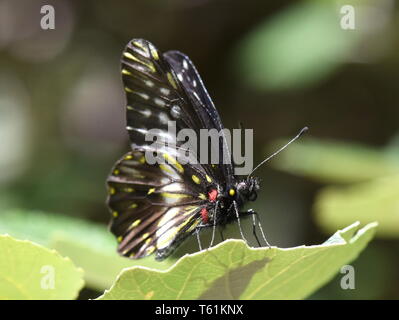 The colorful butterfly Catasticta prioneris sitting on a leaf Stock Photo