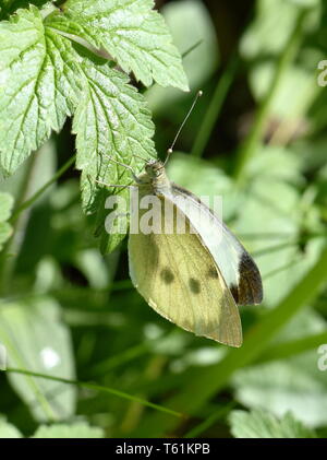 The large white cabbage butterfly Pieris brassicae sitting in a green field Stock Photo