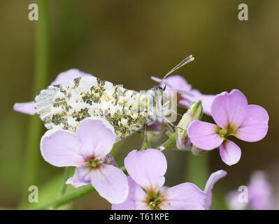 The orange tip butterfly Anthocaris cardamines female on cuckooflower Stock Photo