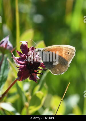 The large heath common ringlet butterfly Coenonympha tullia sitting on a marsh cinquefoil Stock Photo