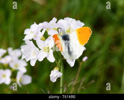 The orange tip butterfly Anthocaris cardamines male on cuckooflower Stock Photo