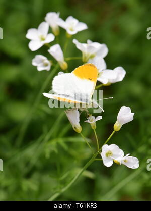 The orange tip butterfly Anthocaris cardamines male on cuckooflower Stock Photo