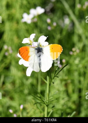 The orange tip butterfly Anthocaris cardamines male on cuckooflower Stock Photo