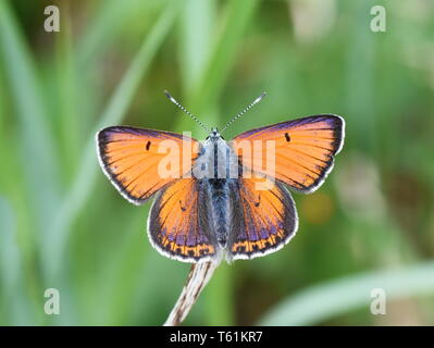 purple-edged copper butterfly Lycaena hippothoe male in a green field Stock Photo