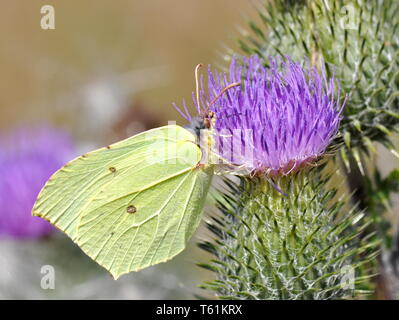 Common brimstone butterfly Gonepteryx rhamni sitting on a flower Stock Photo