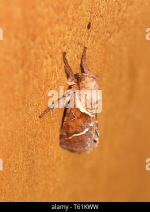 The orange swift moth Triodia sylvina  sitting on a brown wall Stock Photo