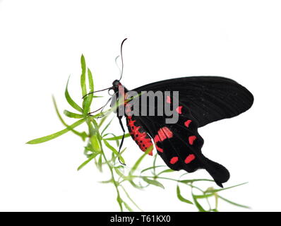 Common rose butterfly Pachliopta  aristolochiae on white background Stock Photo