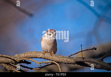 House Sparrow (Passer Domesticus) Stock Photo
