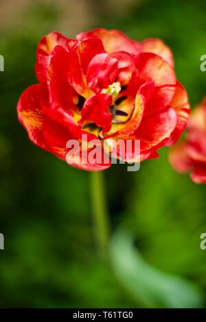 Red Double Early multi-flowered tulips (Tulipa) Estatic bloom in a ...