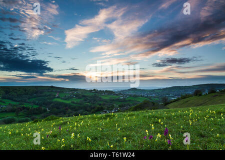 Springtime view of Rodborough Common in the Cotswolds covered in cowslips and orchids. Stock Photo