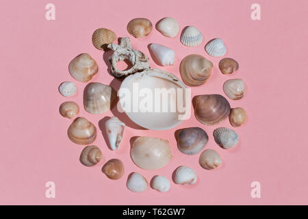 creative composition from seashells isolated on the pink background. top view photo. seashells in circul-shaped Stock Photo