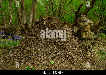 A wood ants nest built around an old tree stump. Stock Photo