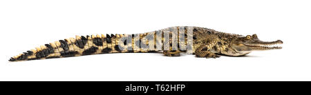 West African slender-snouted crocodile, 3 years old, isolated Stock Photo