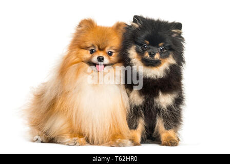 Spitz dog, 3 years old and 5 months old, sitting in front of white background Stock Photo