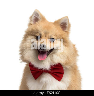 Pomeranian dog, 9 months old, in front of white background Stock Photo