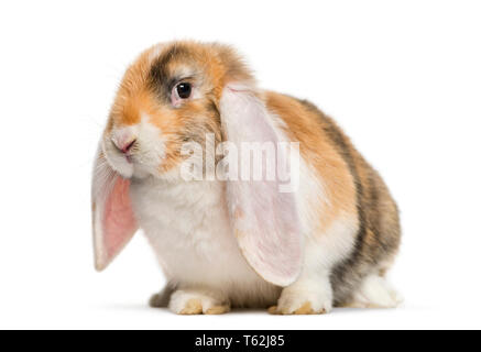French Lop rabbit in front of white background Stock Photo