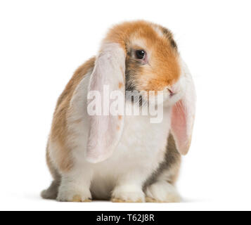 French Lop rabbit in front of white background Stock Photo