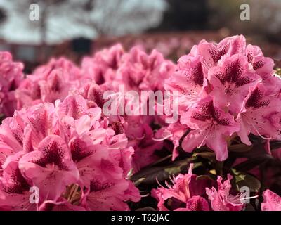 Flowering Stock Photo