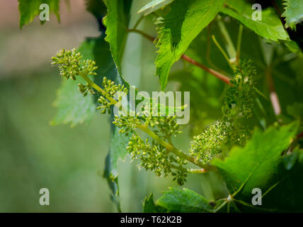 Young green unripe grapes growing on vine. Andalusia, Spain. Stock Photo