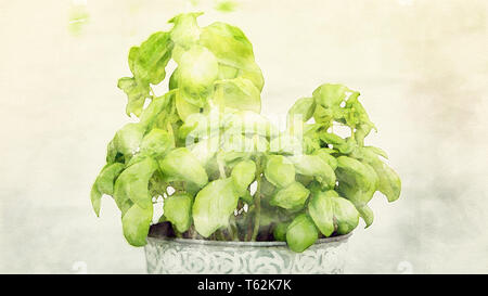 closeup of pot with basil on a white background in watercolors Stock Photo