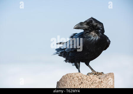 A black crow sitting on the peak column of Pico Birigoyo in La Palma, Spain. Stock Photo