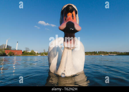 Swan attacking a camera, tries to bite blue water and sky Stock Photo
