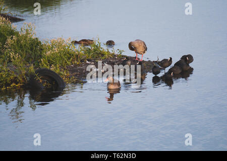 Gooses and Coots birds on side of cosat polution in water car tire Stock Photo