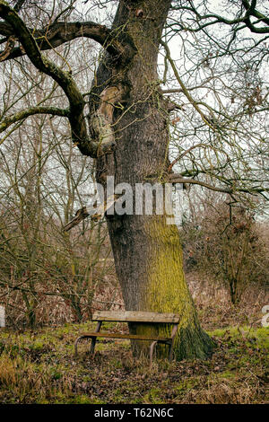 Old empty bench under oak tree in the Cheshire countryside UK Stock Photo