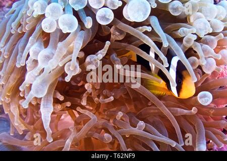 Yellowtail Clownfish (Amphiprion clarkii) in its anemone Stock Photo