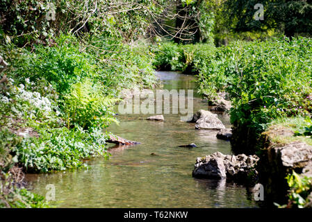 River Lemon Walks Stock Photo
