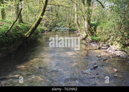 River Lemon Walks Stock Photo