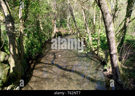 River Lemon Walks Stock Photo