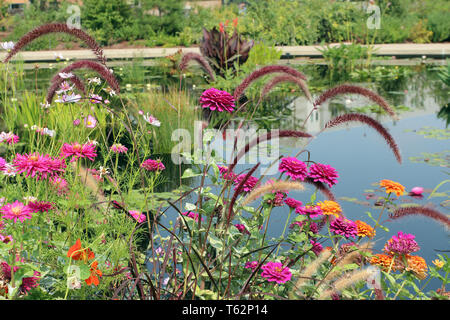 Pink and orange zinnias, cosmos and red fountain grass growing in front of a large pond filled with water plants and flowers Stock Photo