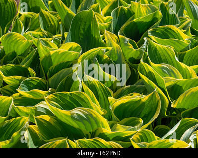 Hosta fluctuans Variegated Stock Photo