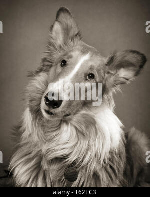 1950s PORTRAIT ROUGH COAT COLLIE DOG LOOKING AT CAMERA WITH TILTED HEAD - d3162 HAR001 HARS ROUGH COAT Stock Photo